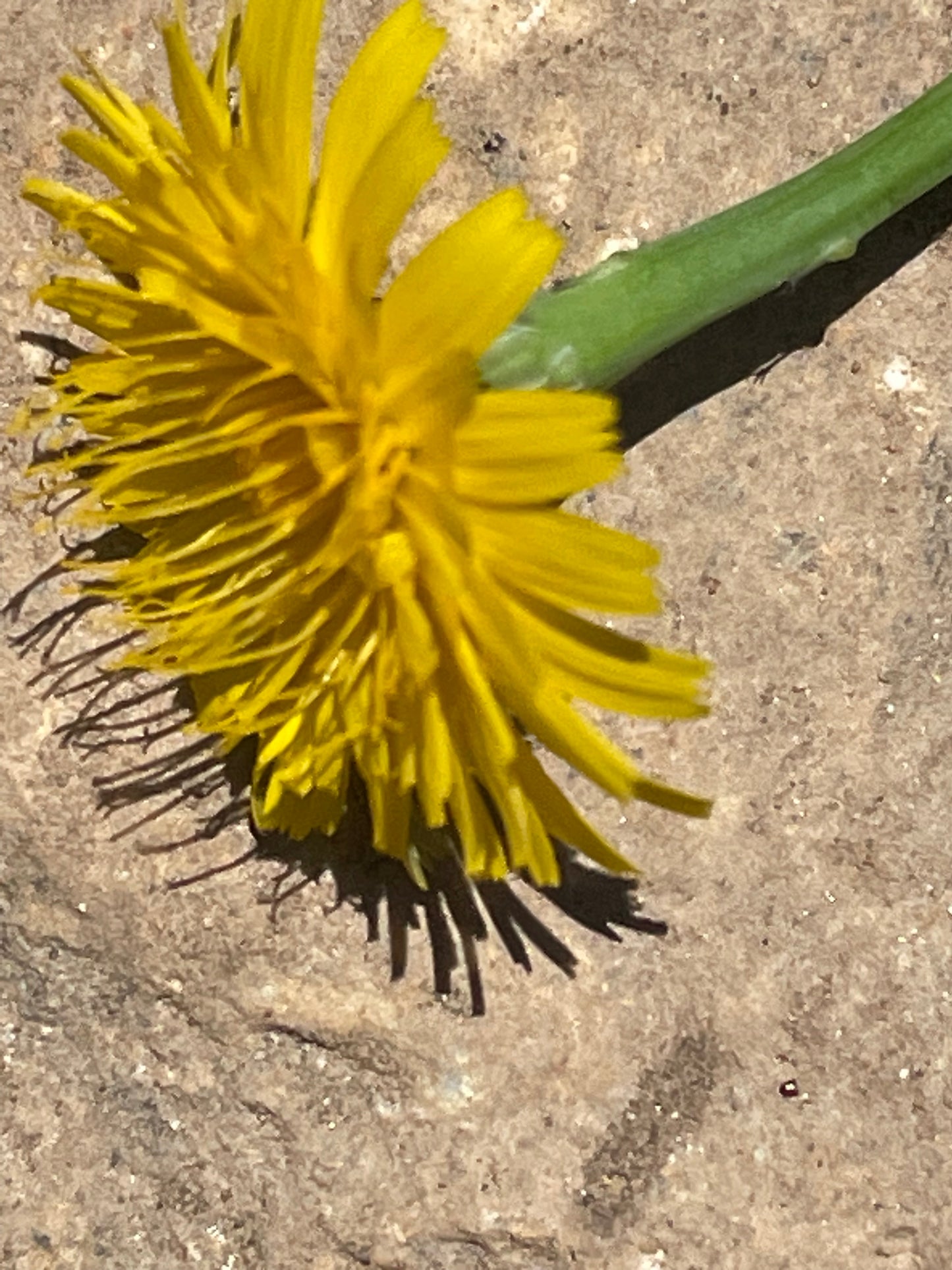 Dandelion Wish Fulfillment Pyramid